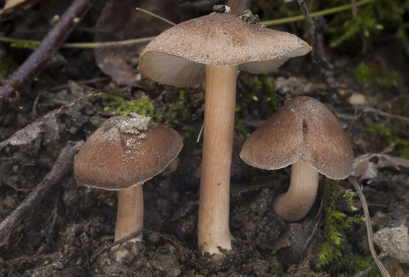 Inocybe splendens var. phaeoleuca